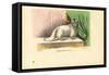 Angora Cat, 1863-79-Raimundo Petraroja-Framed Stretched Canvas