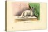 Angora Cat, 1863-79-Raimundo Petraroja-Stretched Canvas