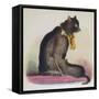 Angora Cat 1870S-null-Framed Stretched Canvas