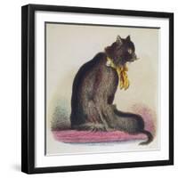 Angora Cat 1870S-null-Framed Photographic Print