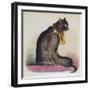 Angora Cat 1870S-null-Framed Photographic Print