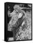 Angora Goat-Alfred Eisenstaedt-Framed Stretched Canvas