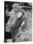 Angora Goat-Alfred Eisenstaedt-Stretched Canvas