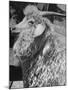 Angora Goat-Alfred Eisenstaedt-Mounted Photographic Print