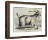 Angora Goat-null-Framed Giclee Print