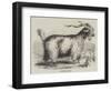 Angora Goat-null-Framed Giclee Print