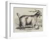 Angora Goat-null-Framed Giclee Print