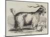 Angora Goat-null-Mounted Giclee Print