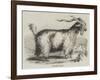 Angora Goat-null-Framed Giclee Print