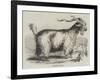 Angora Goat-null-Framed Giclee Print