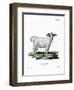 Angora Goat-null-Framed Giclee Print