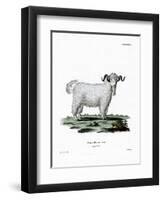 Angora Goat-null-Framed Giclee Print