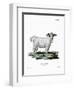 Angora Goat-null-Framed Giclee Print