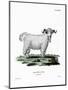Angora Goat-null-Mounted Giclee Print