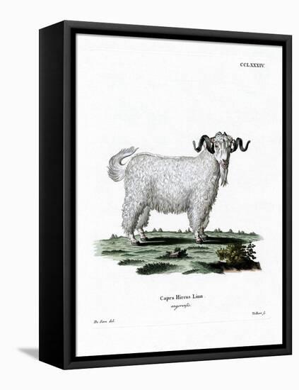 Angora Goat-null-Framed Stretched Canvas