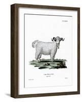 Angora Goat-null-Framed Giclee Print