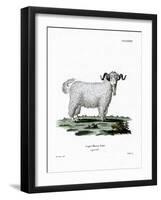 Angora Goat-null-Framed Giclee Print