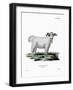 Angora Goat-null-Framed Giclee Print