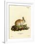 Angora Rabbit-null-Framed Giclee Print