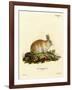 Angora Rabbit-null-Framed Giclee Print