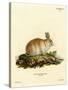 Angora Rabbit-null-Stretched Canvas