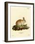 Angora Rabbit-null-Framed Giclee Print