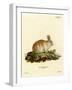 Angora Rabbit-null-Framed Giclee Print