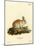 Angora Rabbit-null-Mounted Giclee Print