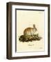 Angora Rabbit-null-Framed Giclee Print