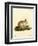 Angora Rabbit-null-Framed Giclee Print