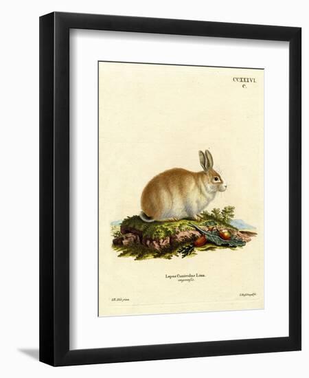 Angora Rabbit-null-Framed Giclee Print