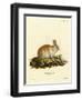 Angora Rabbit-null-Framed Giclee Print