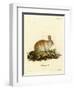 Angora Rabbit-null-Framed Giclee Print