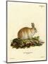 Angora Rabbit-null-Mounted Giclee Print