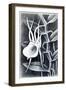 Angraecum, 1948-Isabel Alexander-Framed Giclee Print