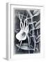 Angraecum, 1948-Isabel Alexander-Framed Giclee Print