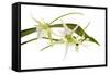 Angraecum Veitchii 1-Fabio Petroni-Framed Stretched Canvas