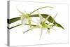 Angraecum Veitchii 1-Fabio Petroni-Stretched Canvas