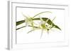 Angraecum Veitchii 1-Fabio Petroni-Framed Photographic Print