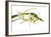 Angraecum Veitchii 1-Fabio Petroni-Framed Photographic Print