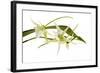 Angraecum Veitchii 1-Fabio Petroni-Framed Photographic Print