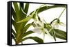 Angraecum Veitchii-Fabio Petroni-Framed Stretched Canvas