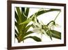 Angraecum Veitchii-Fabio Petroni-Framed Photographic Print