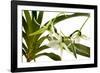 Angraecum Veitchii-Fabio Petroni-Framed Photographic Print