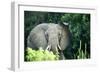 Angry elephant in Uganda's Murchison Falls National Park, Uganda, Africa-Tom Broadhurst-Framed Photographic Print