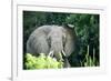 Angry elephant in Uganda's Murchison Falls National Park, Uganda, Africa-Tom Broadhurst-Framed Photographic Print