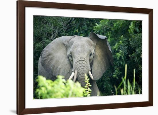 Angry elephant in Uganda's Murchison Falls National Park, Uganda, Africa-Tom Broadhurst-Framed Photographic Print