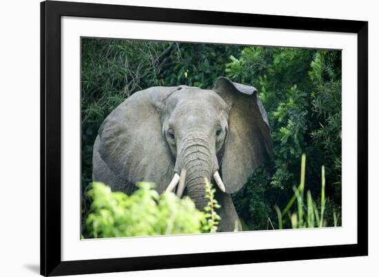 Angry elephant in Uganda's Murchison Falls National Park, Uganda, Africa-Tom Broadhurst-Framed Photographic Print