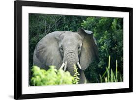 Angry elephant in Uganda's Murchison Falls National Park, Uganda, Africa-Tom Broadhurst-Framed Photographic Print