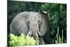 Angry elephant in Uganda's Murchison Falls National Park, Uganda, Africa-Tom Broadhurst-Mounted Photographic Print